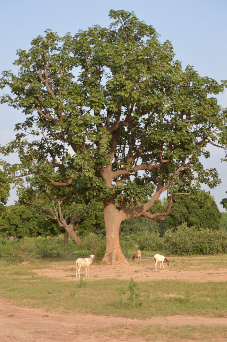 Terrain à Gonsé