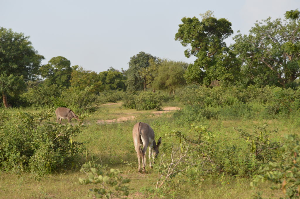 Terrain à Gonsé